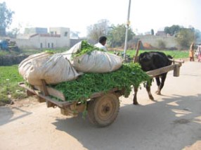 Punjabi Village