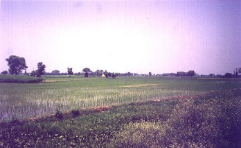 Punjabi Village
