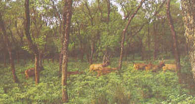 Zoological Park